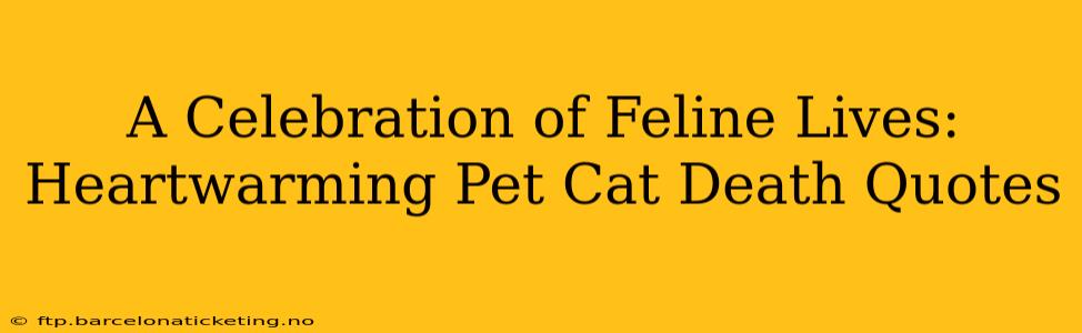 A Celebration of Feline Lives: Heartwarming Pet Cat Death Quotes