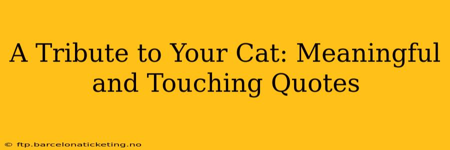 A Tribute to Your Cat: Meaningful and Touching Quotes