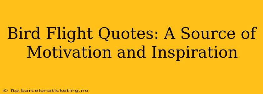 Bird Flight Quotes: A Source of Motivation and Inspiration