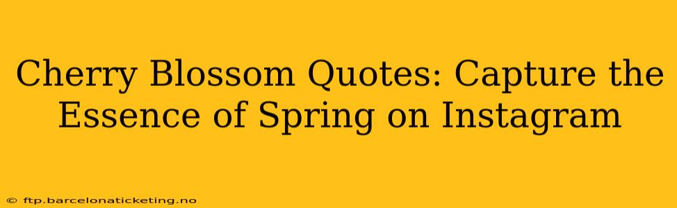 Cherry Blossom Quotes: Capture the Essence of Spring on Instagram