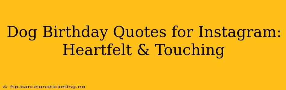 Dog Birthday Quotes for Instagram: Heartfelt & Touching