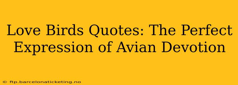 Love Birds Quotes: The Perfect Expression of Avian Devotion