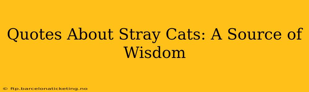 Quotes About Stray Cats: A Source of Wisdom