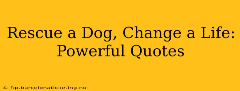Rescue a Dog, Change a Life: Powerful Quotes