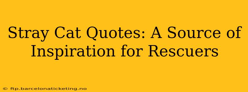 Stray Cat Quotes: A Source of Inspiration for Rescuers