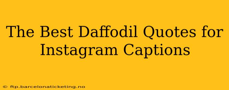 The Best Daffodil Quotes for Instagram Captions