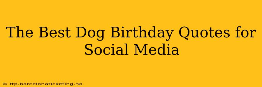 The Best Dog Birthday Quotes for Social Media