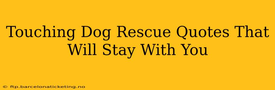 Touching Dog Rescue Quotes That Will Stay With You